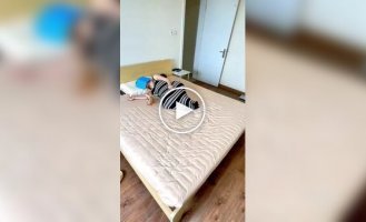 Котята мешают хозяйке спать