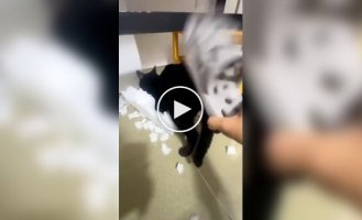 Кішка, яка любить жорсткіше