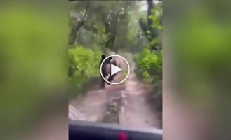 The rhinoceros ran after a jeep with tourists and showed them what real extreme sports is