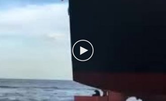 Хитрый тюлень-аквастопщик оседлал рулевое устройство судна