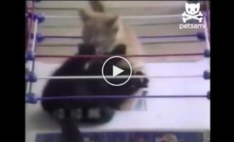 Котята на боевом ринге