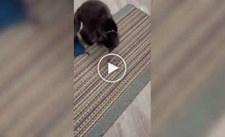 Кот принес домой змею