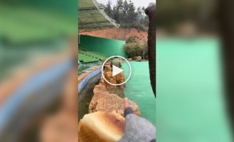 Man taught an elephant a funny trick