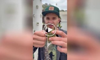 Gardeners in a swoon: vertical cultivation of dill
