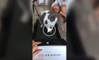 A chubby cat's struggle with weight loss
