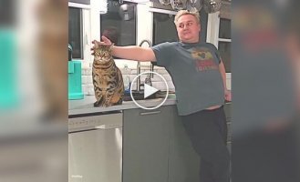 Хозяин подшучивает над своим котом