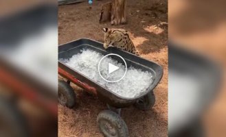 Первая встреча сервала со льдом