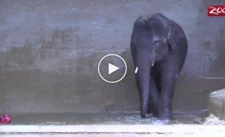 Необычное увлечение слона