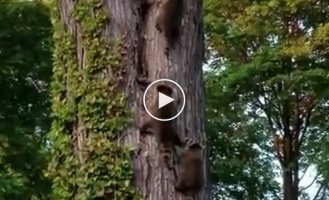 Милое семейство енотов лезет в дупло на дереве  