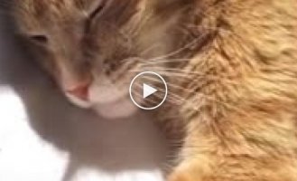 Колыбельная для кота