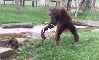 The orangutan regretted that he stuck to the otters