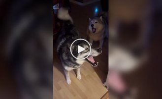 Утро владельца хаски