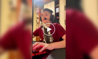 A compilation of mischievous cats