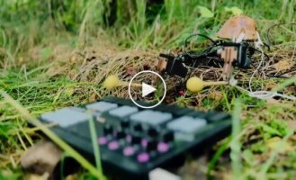 A mushroom plays the piano