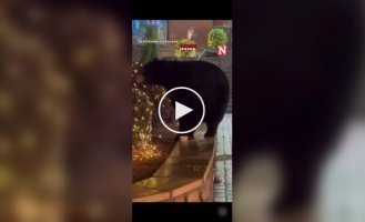 Медведь пришел на рождественскую ярмарку в США