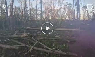 ССО уничтожили вражескую штурмовую группу на Курском направлении прямо около границы Украины