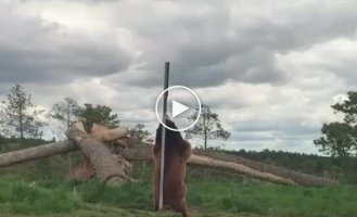 Видео танцев у шеста с медведем