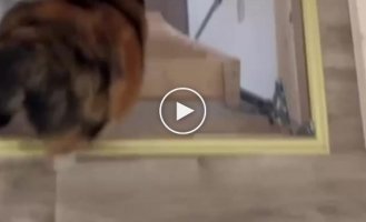 A chubby cat descends from the stairs