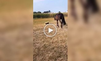 The cat and the horse scared each other