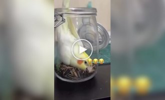 Птичка в банке