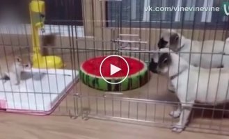 Puppies are afraid of a kitten