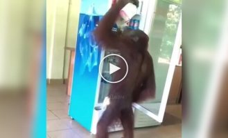 Орангутан зашел в кафе, выпил и не заплатил