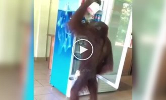 An orangutan went into a cafe, drank and did not pay