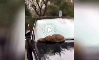 A cat warms its face under the hood of a car