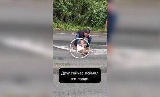 Люди помогли ленивцу перейти дорогу