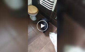 Звичайна домашня тварина в Польщі