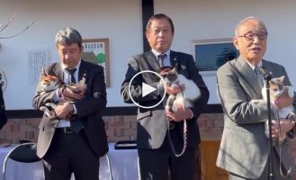 Новая кошка-смотритель на станции Кинокава вступила в должность