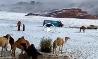 The camels are shocked. It snowed in Saudi Arabia