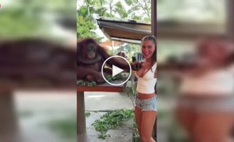 Орангутан розсмішив дівчину несподіваним жестом.