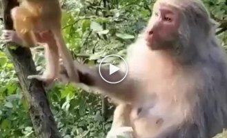 Маленькая обезьянка пытается обмануть свою мать