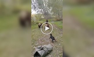 Встреча собаки и медвежьего семейства в лесу