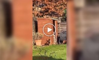 An unexpected meeting between a cat and a fox