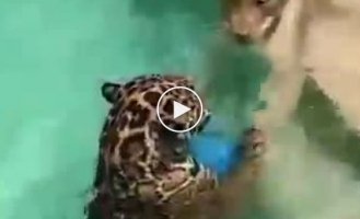 Big cats frolic in the pool