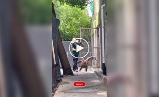 Черный гриф чуть ли не вприпрыжку отправился на прогулку