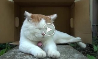 Невозмутимы котэ