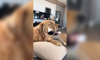 Реакция пса на тяжелый взгляд кота
