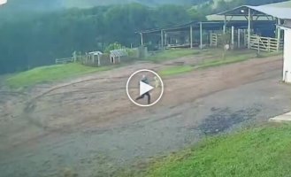 Реакция пса на кабана, преследующего хозяина