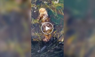 Калан отдыхает в водорослях