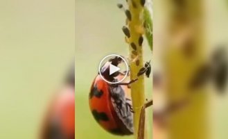 Unusual role of a ladybug: a hunter of aphids and mites