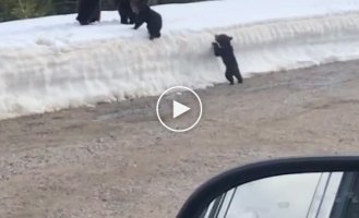 Медведица попыталась атаковать напугавших её детеныша туристов