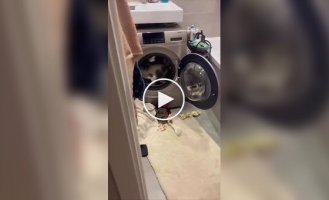 Кот решил устроить пробежку в стиральной машине