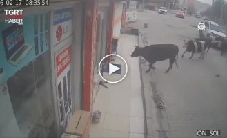 Коровы нагрянули в магазин бытовой техники в Турции