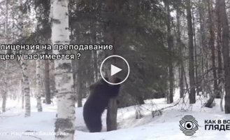 Social networks laughed at the bear from Bashkiria