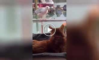 Разговор кота и чайки