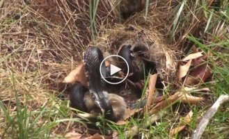 Мать зайчиха попыталась отомстить змее, которая убила ее детей