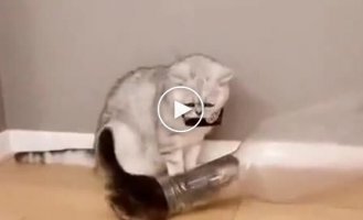 Young Padawan: a kitten is filmed learning to become liquid